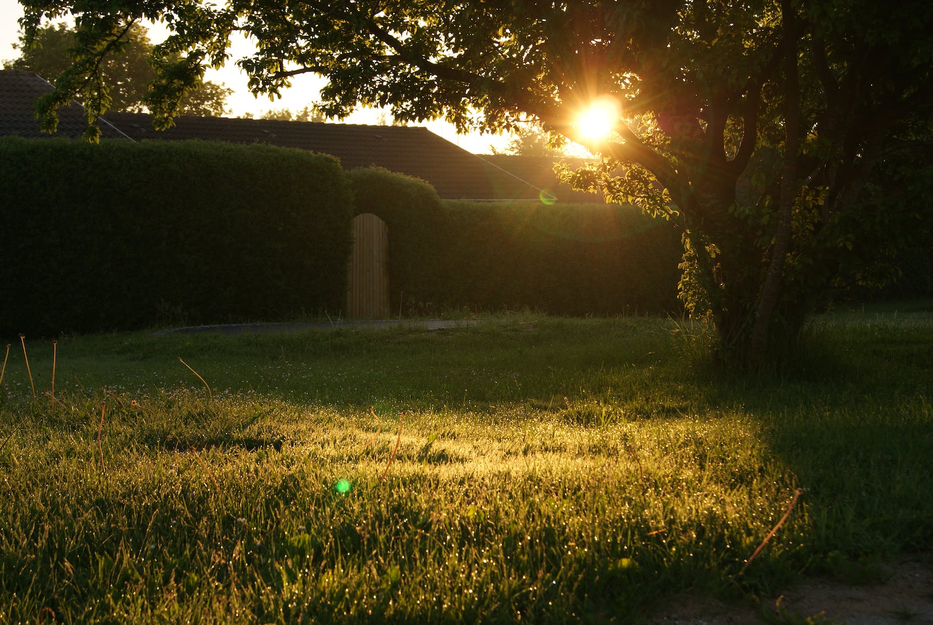 green grass field